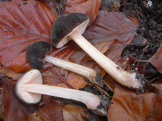 Prima  dell�era  glaciale